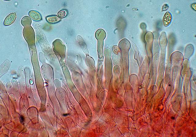 Galerina spec. Cod.: 0947-07